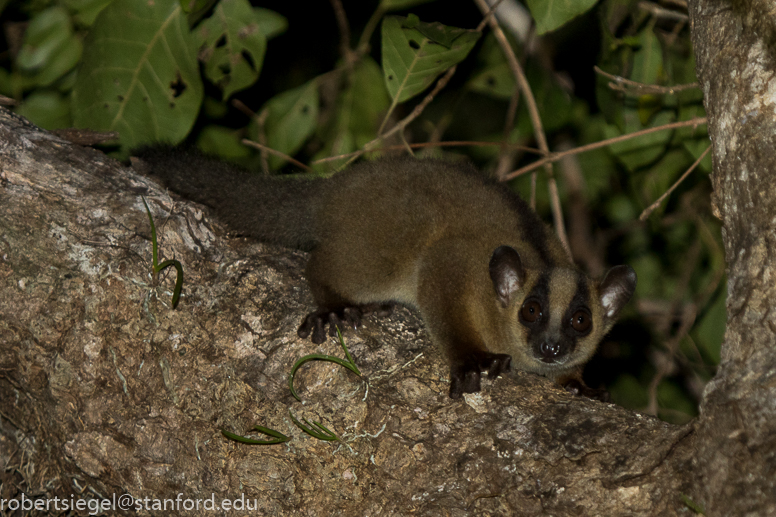 phaner lemur